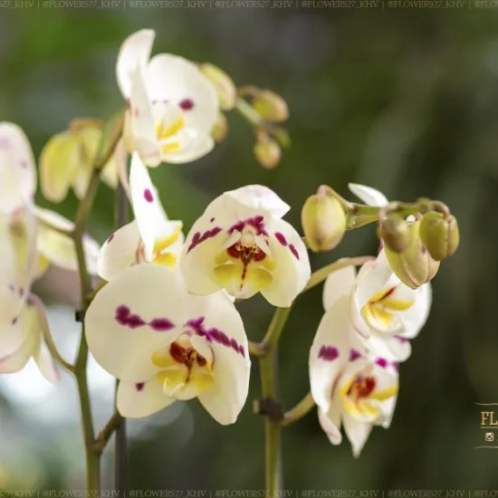 Орхидея Фаленопсис микс 2 ствола от интернет-магазина цветов в 