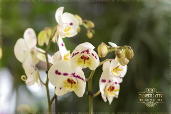 Орхидея Фаленопсис микс 2 ствола от интернет-магазина цветов в 