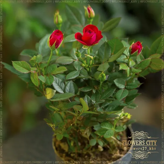 Роза Кордана красная от интернет-магазина цветов в 