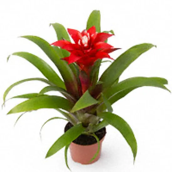 Гузмания от интернет-магазина цветов в 