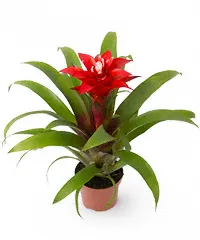 Гузмания от интернет-магазина цветов в 