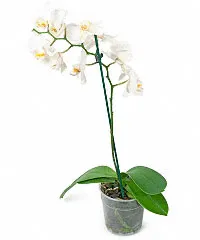 Орхидея Фаленопсис 1 ствол от интернет-магазина цветов в 