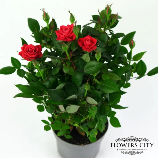 Роза Патио красная от интернет-магазина цветов в 