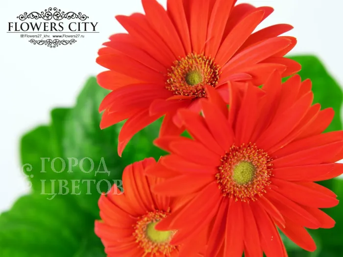 Гербера красная горшечная