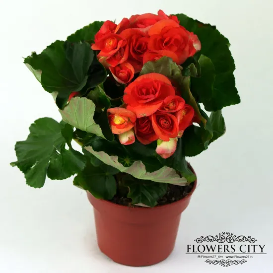 Бегония оранжевая от интернет-магазина цветов в 