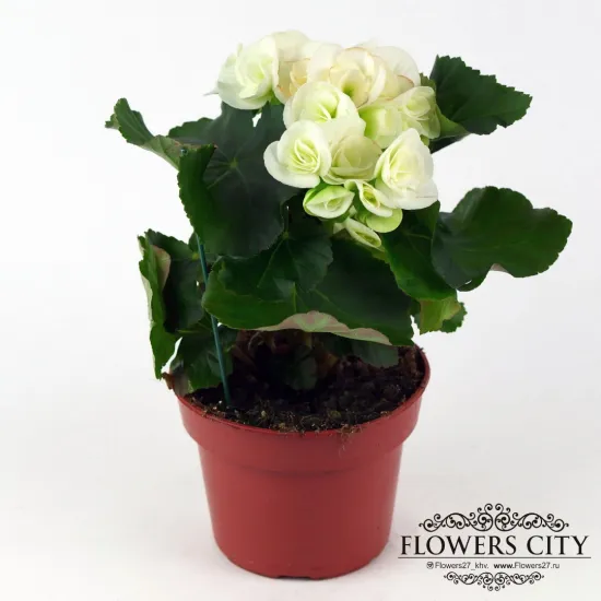 Бегония белая от интернет-магазина цветов в 