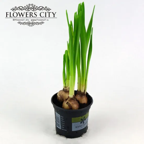 Нарцисс от интернет-магазина цветов в 