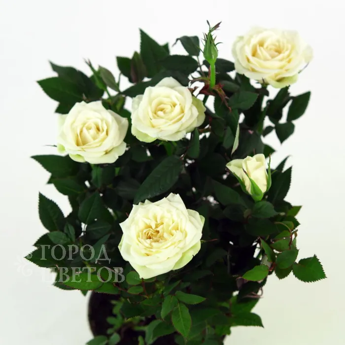 Роза Кордана белая