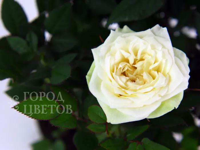 Роза Кордана белая