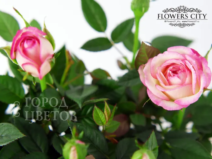 Роза Кордана светло-розовая