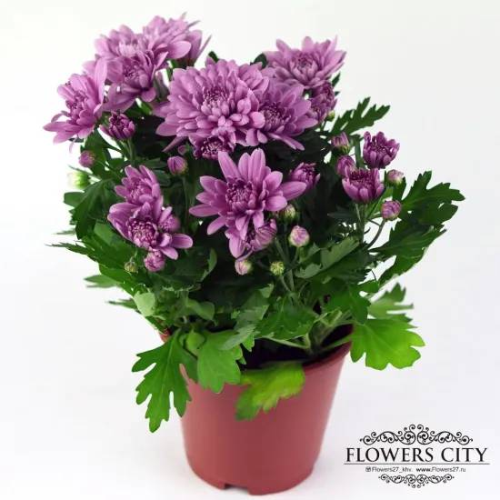 Хризантема горшечная розовая от интернет-магазина цветов в 