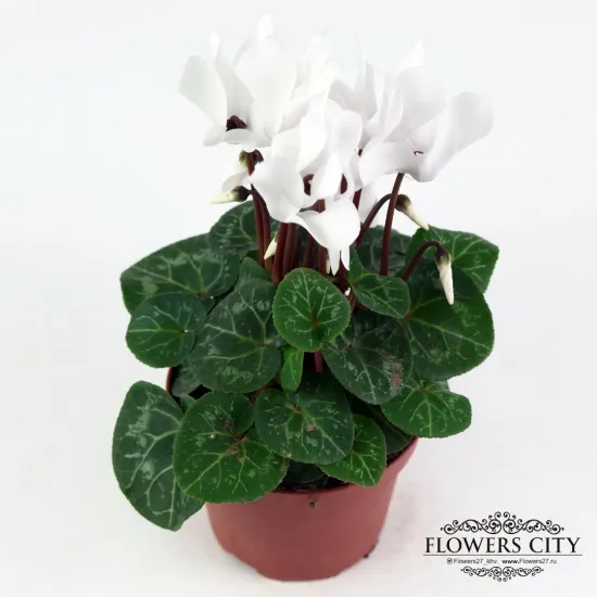 Цикламен белый от интернет-магазина цветов в 