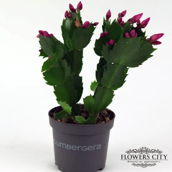 Шлюмбергера фиолетовая от интернет-магазина цветов в 