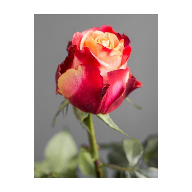 Сорт розы 3д фото