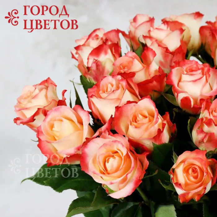 Кораллово-кремовая роза