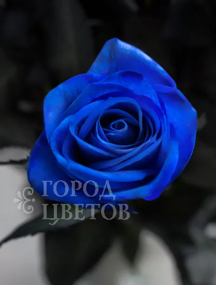 Синяя роза
