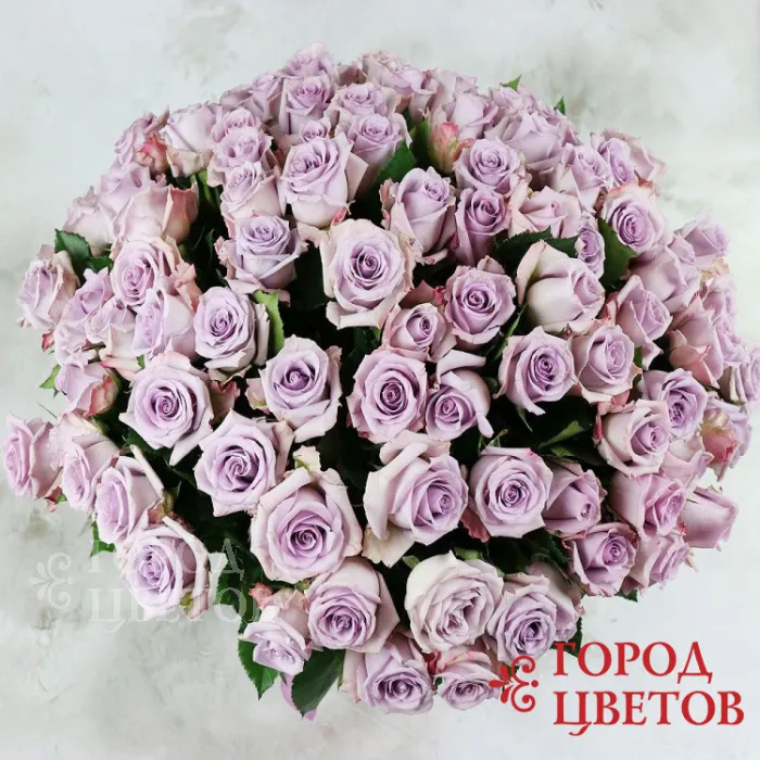 Сиреневая роза