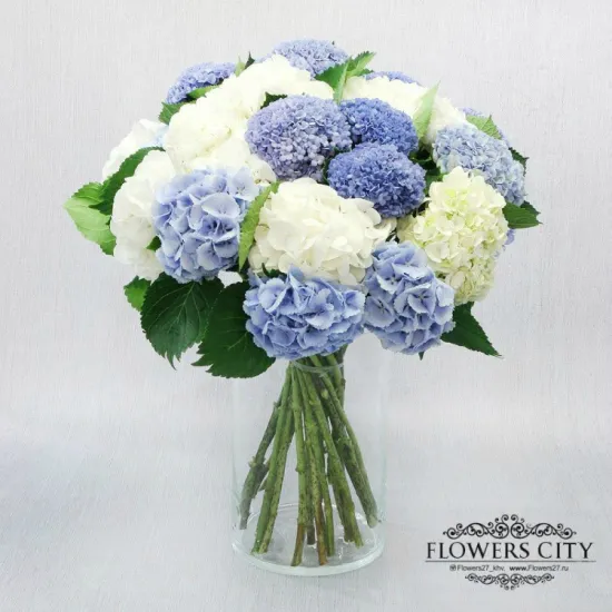 25 гортензий от интернет-магазина цветов в 