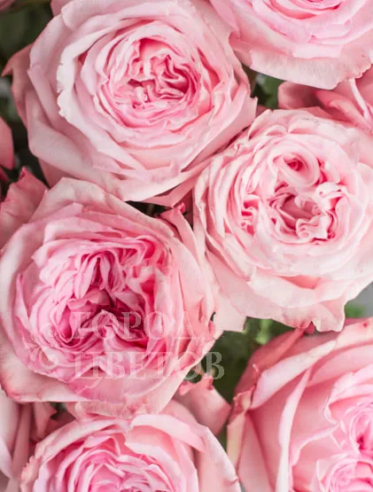 Монобукет Из 11 Роз Pink O'Hara