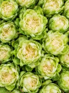 Роза пионовидная Veggie (Веджи)
