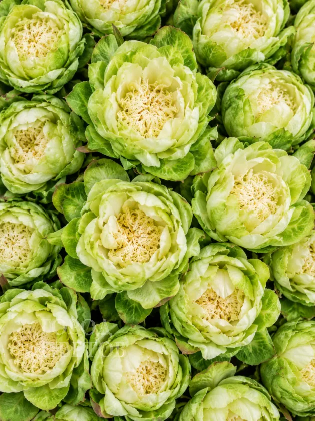 Роза пионовидная Veggie (Веджи)