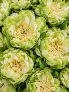 Пионовидная роза Veggie (Веджи)