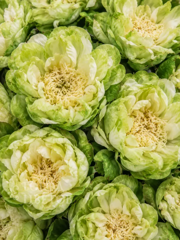 Пионовидная роза Veggie (Веджи)