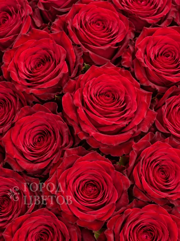 Роза Plateau Red (Плато Ред, Китай)