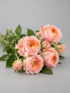 Кустовая роза Julietta (Джульетта)