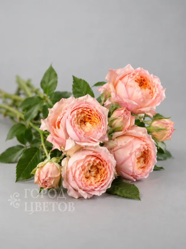 Кустовая роза Julietta (Джульетта)