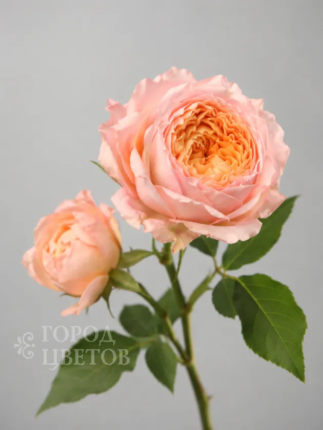 Кустовая роза Julietta (Джульетта)