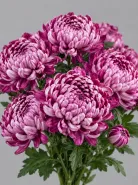 Хризантема одноголовая  Bigoudi Purple (Бигуди Пурпл)