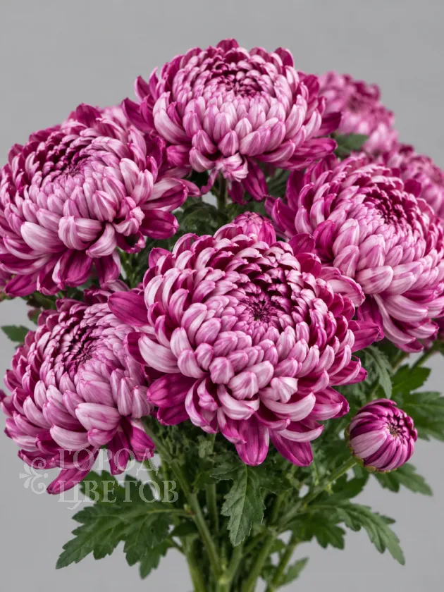 Хризантема одноголовая  Bigoudi Purple (Бигуди Пурпл)