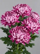 Хризантема одноголовая  Bigoudi Purple (Бигуди Пурпл)