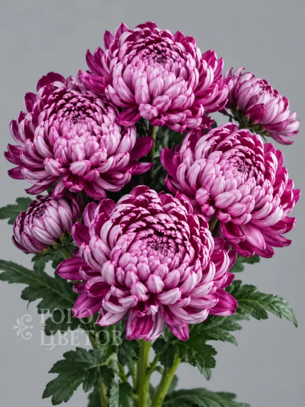 Хризантема одноголовая  Bigoudi Purple (Бигуди Пурпл)