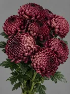 Хризантема одноголовая Bigoudi Burgundy (Бигуди Бордовая)