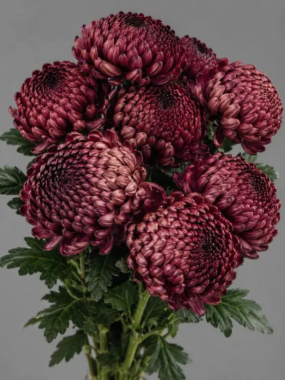 Хризантема одноголовая Bigoudi Burgundy (Бигуди Бордовая)