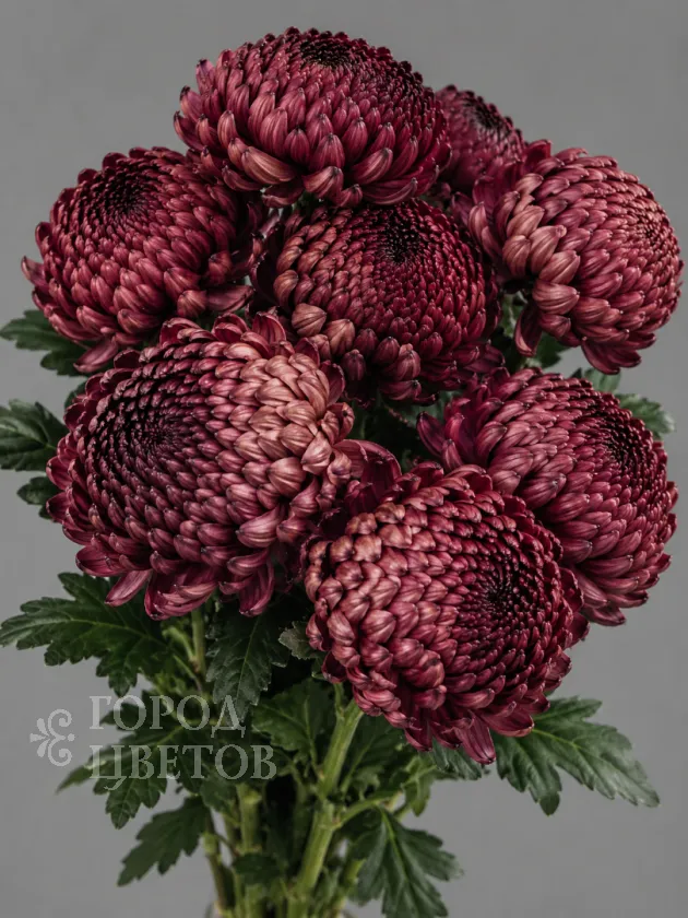 Хризантема одноголовая Bigoudi Burgundy (Бигуди Бордовая)