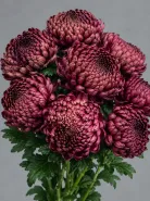Хризантема одноголовая Bigoudi Burgundy (Бигуди Бордовая)