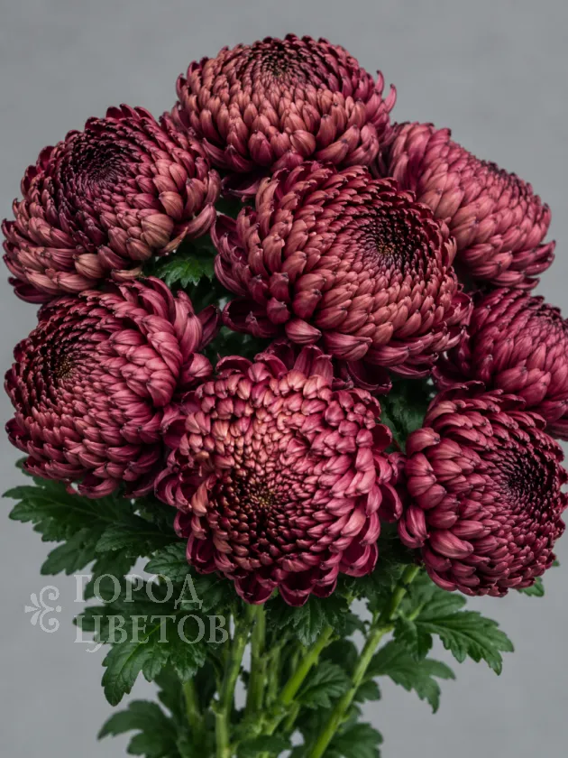 Хризантема одноголовая Bigoudi Burgundy (Бигуди Бордовая)