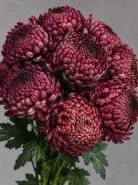 Хризантема одноголовая Bigoudi Burgundy (Бигуди Бордовая)