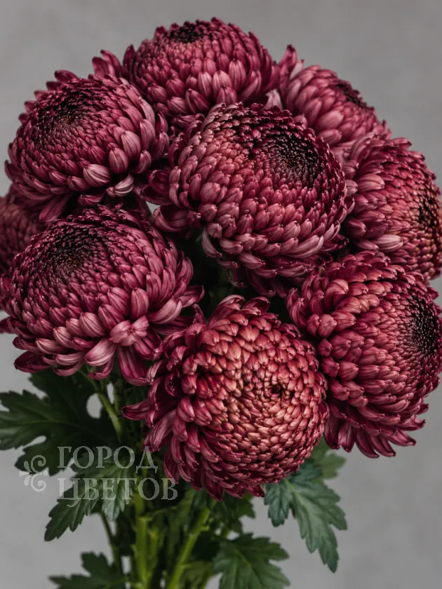 Хризантема одноголовая Bigoudi Burgundy (Бигуди Бордовая)