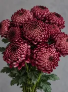 Хризантема одноголовая Bigoudi Burgundy (Бигуди Бордовая)
