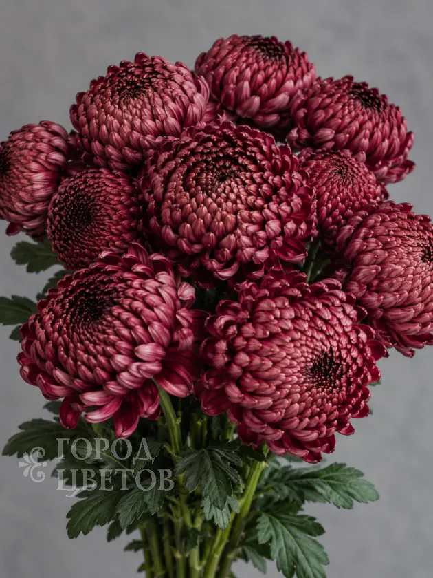 Хризантема одноголовая Bigoudi Burgundy (Бигуди Бордовая)
