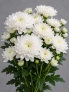 Хризантема кустовая Altai White (Алтай белая)