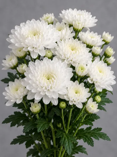 Хризантема кустовая Altai White (Алтай белая)