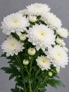 Хризантема кустовая Altai White (Алтай белая)