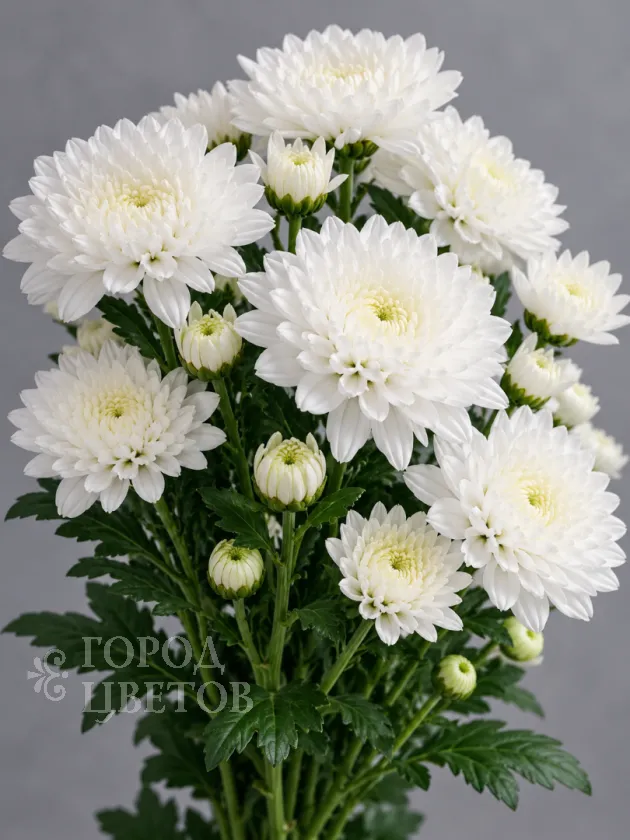 Хризантема кустовая Altai White (Алтай белая)