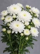 Хризантема кустовая Altai White (Алтай белая)