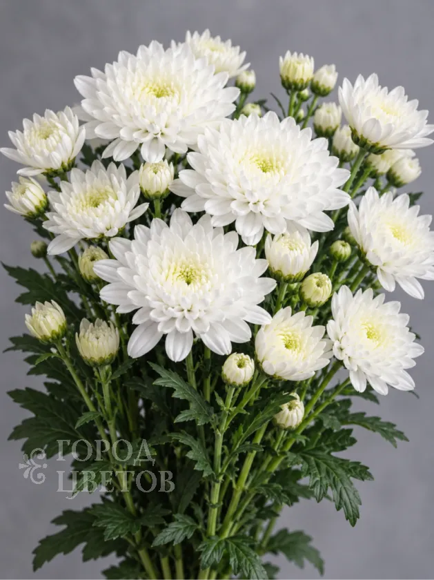 Хризантема кустовая Altai White (Алтай белая)